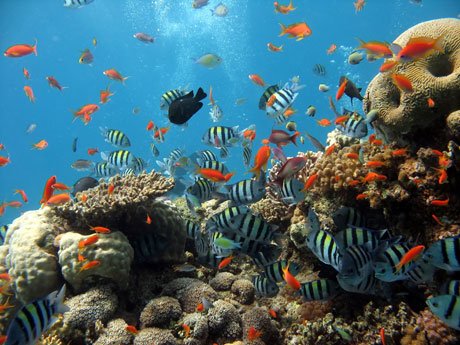 caribbean diving