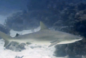 sparky the shark 