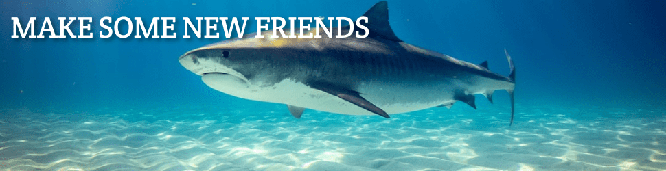 St Thomas shark dive adventure 